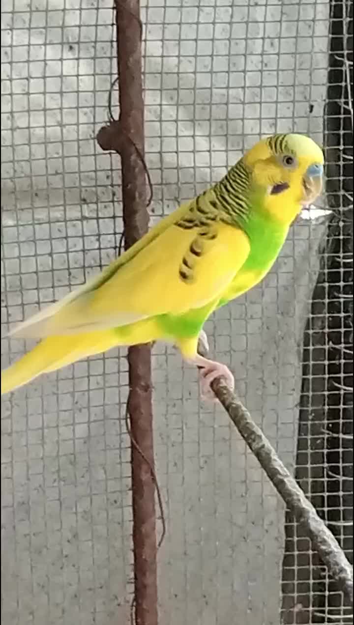 @AviarioRey45🇲🇽