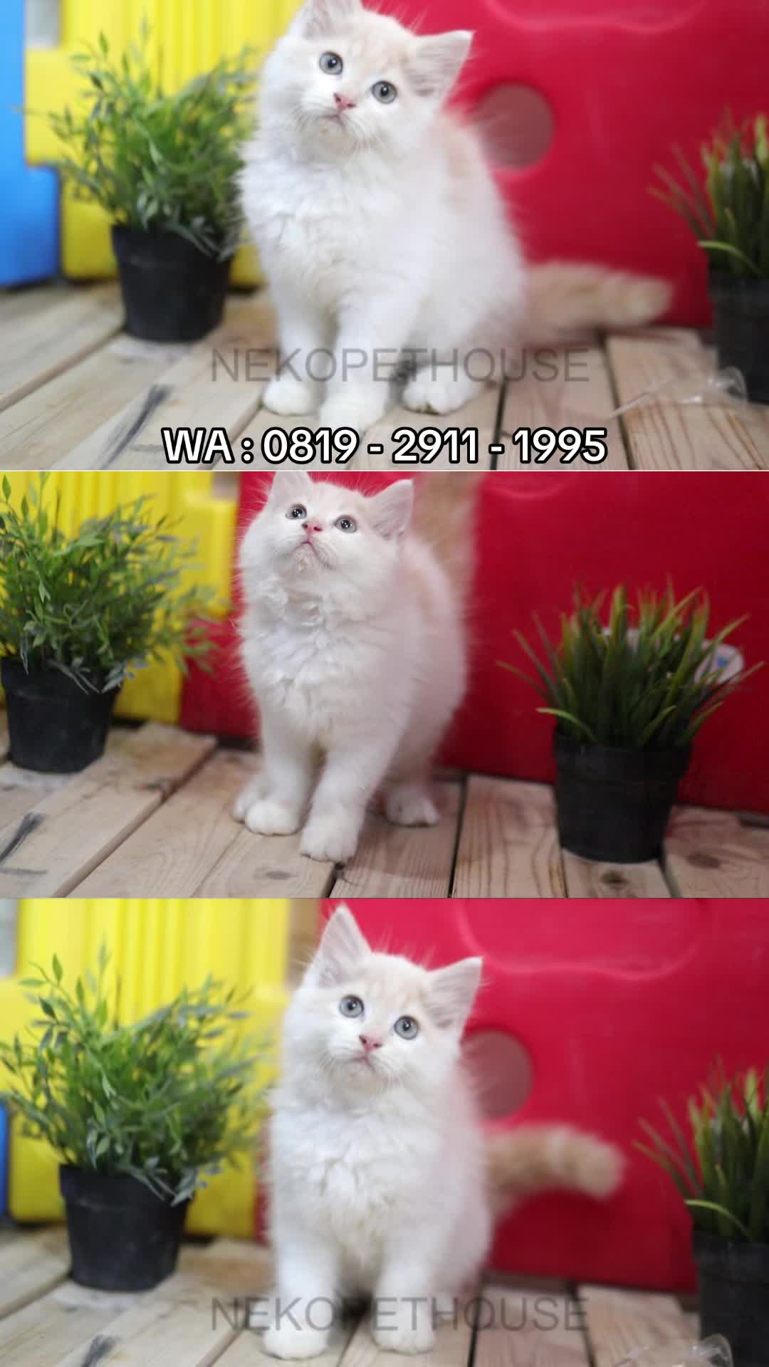 @Nekopethouse - Adopsi Kucing