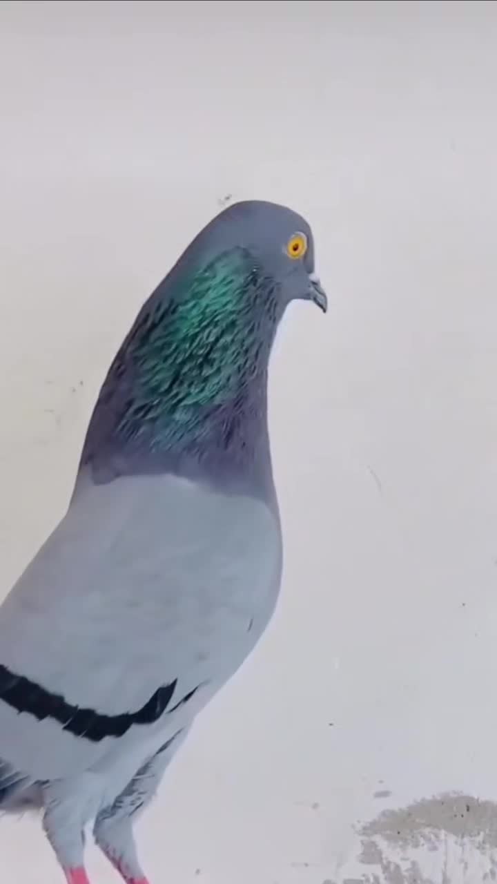@Adnan jutt🤘 لاڈلا گروپ ملتان