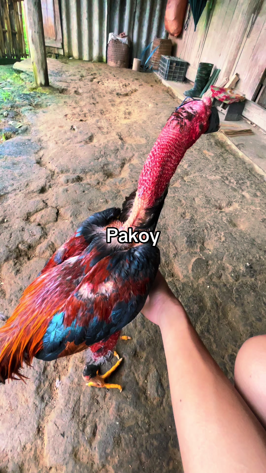 @Sinh gà Cỏ