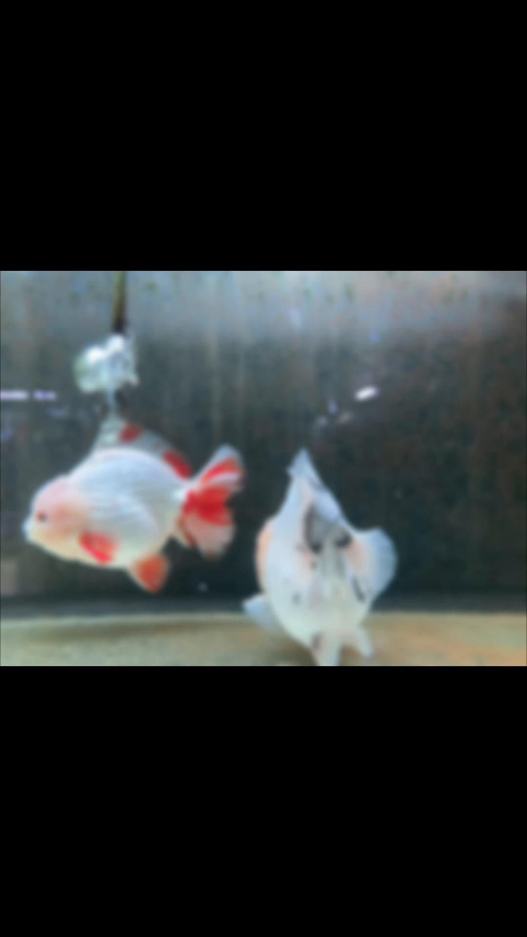 @Ourlovelygoldfish si