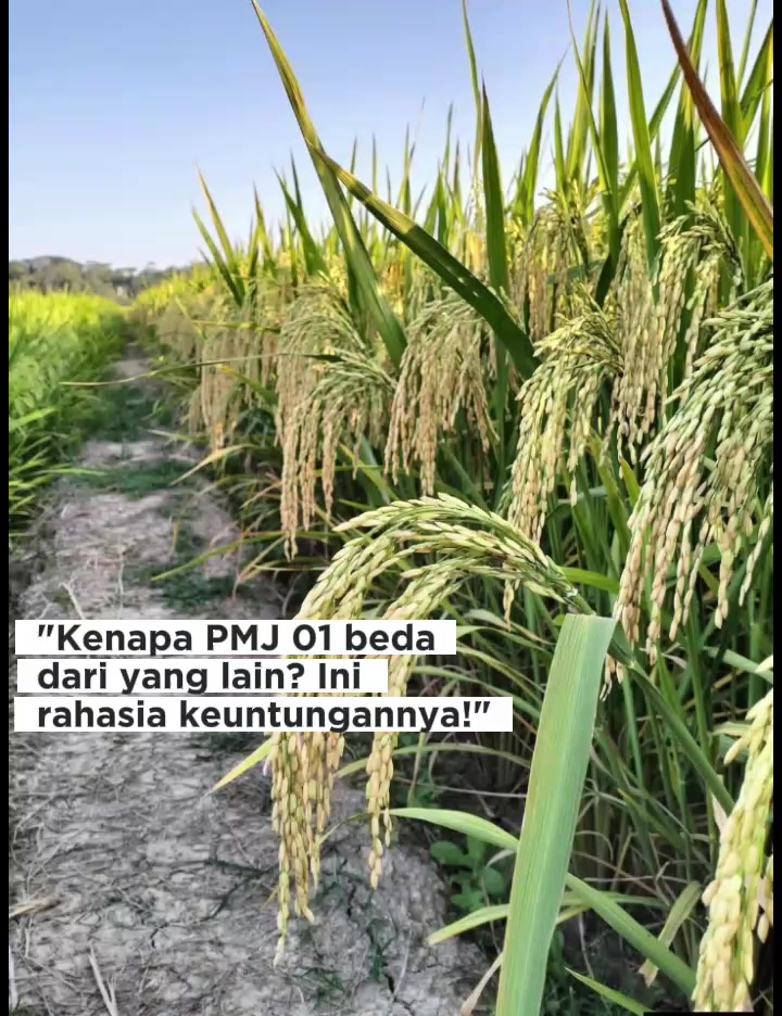 @PT. BHD INDONESIA