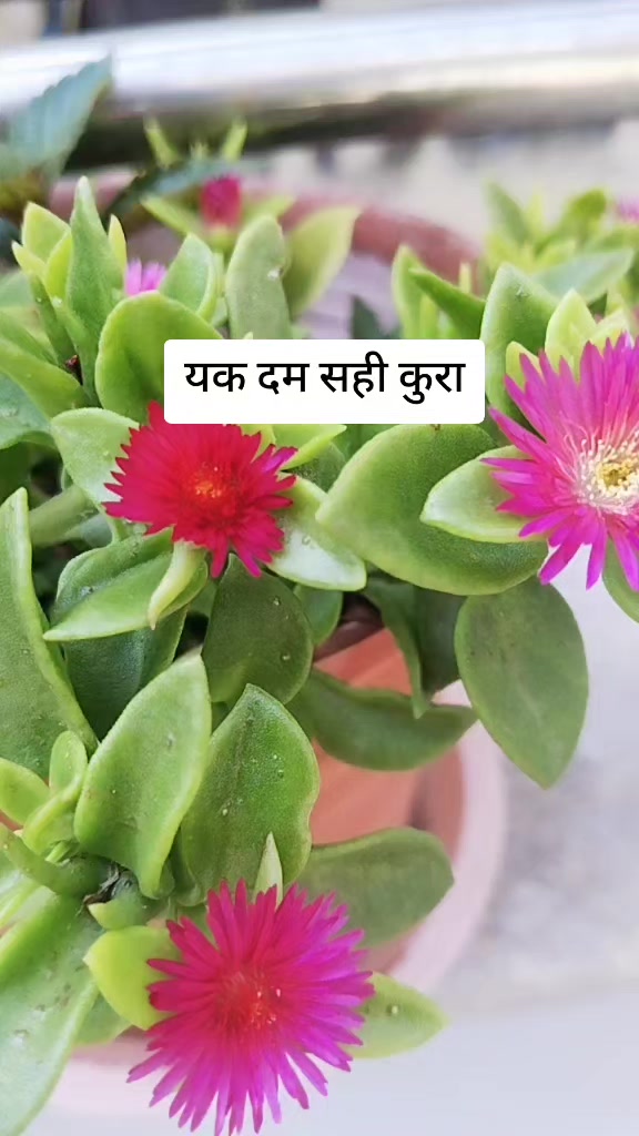 @Hira Shrestha