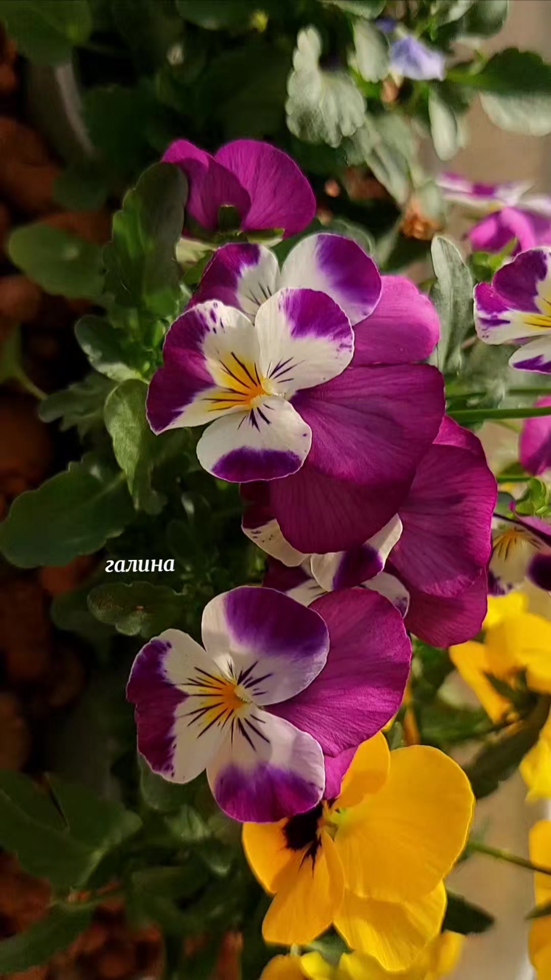 @✨️Галина ✨️🌸