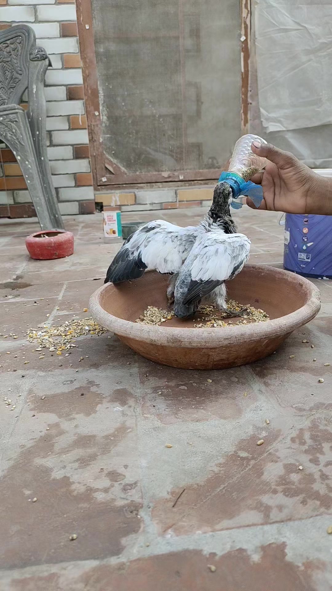 @سید عدنان شیراز
