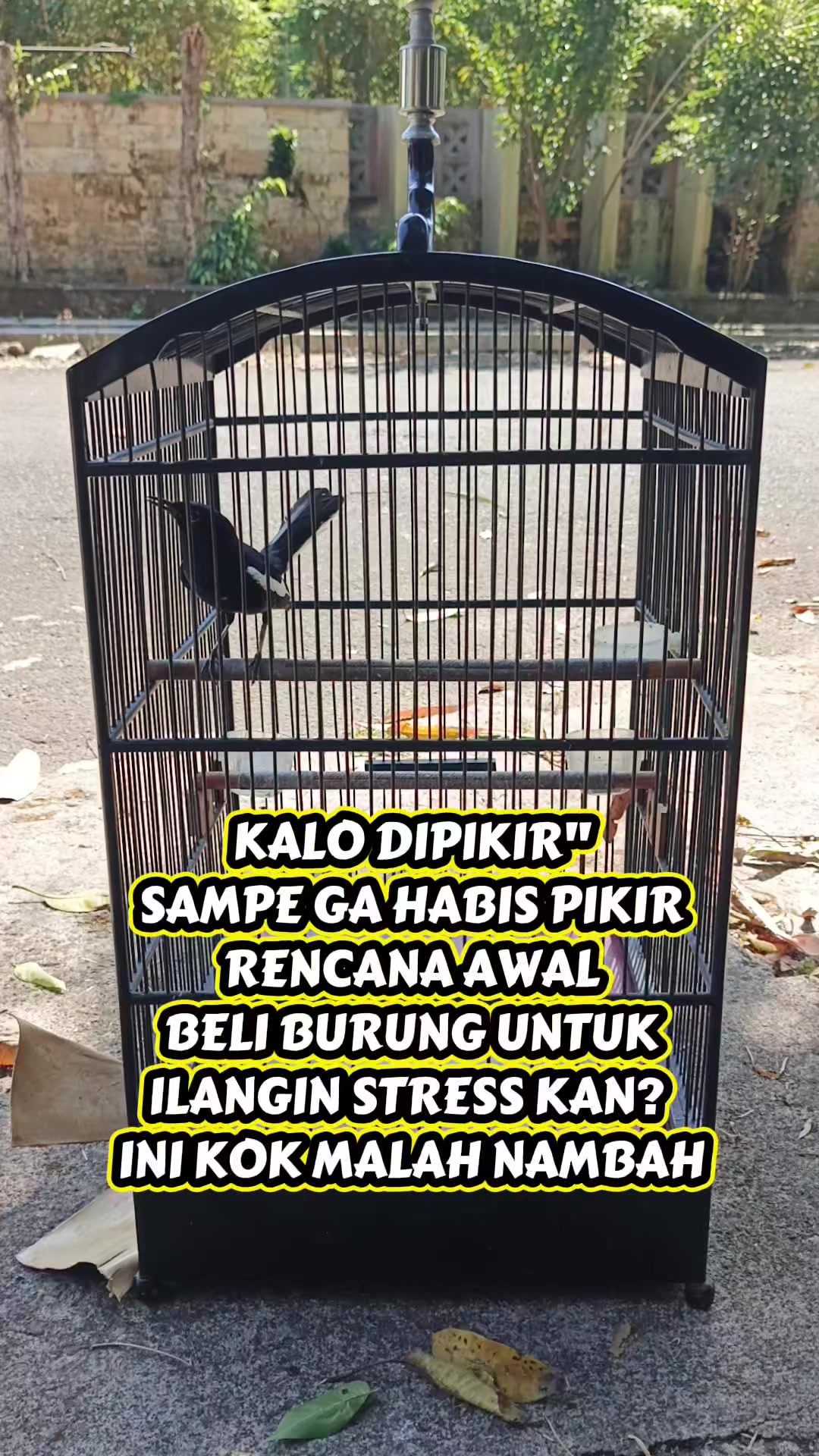 @Emperium Birds