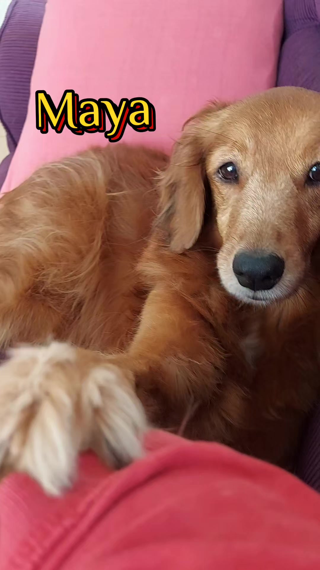 @Tropa da Fatinha🐶🐱🐎...