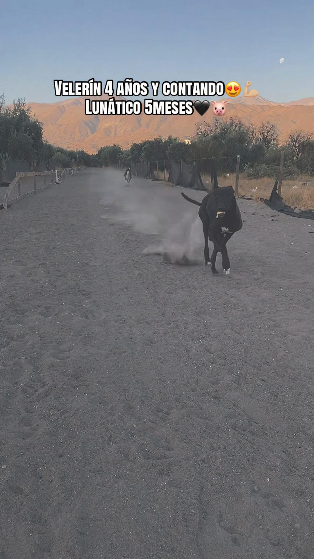 @𝒥𝒶𝑒𝓁 𝒩. 𝐼𝒷𝒶𝒸𝒶𝒸𝒽𝑒