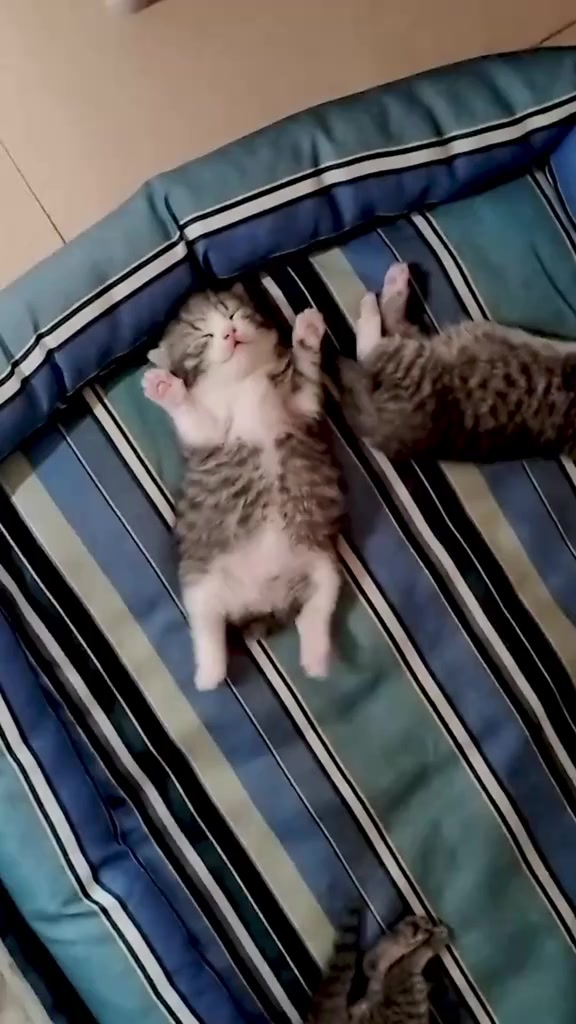 @catbosssss