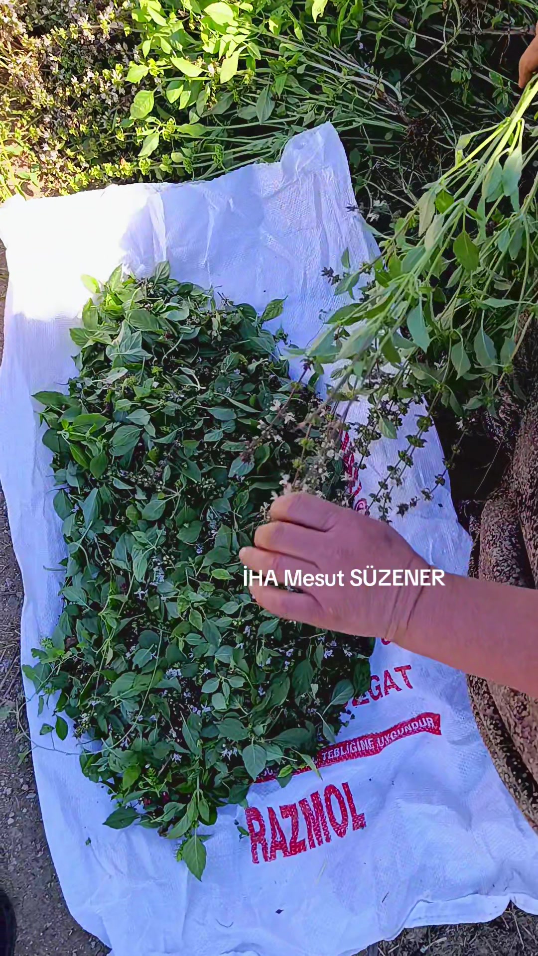 @mesut süzener