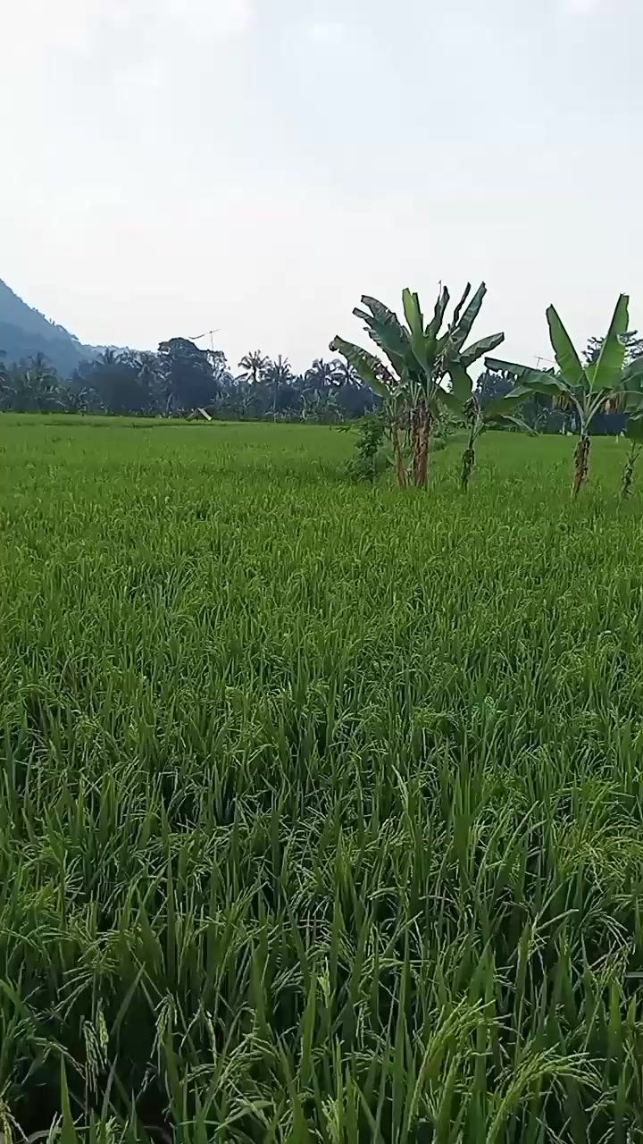 @Tatang Wijaya