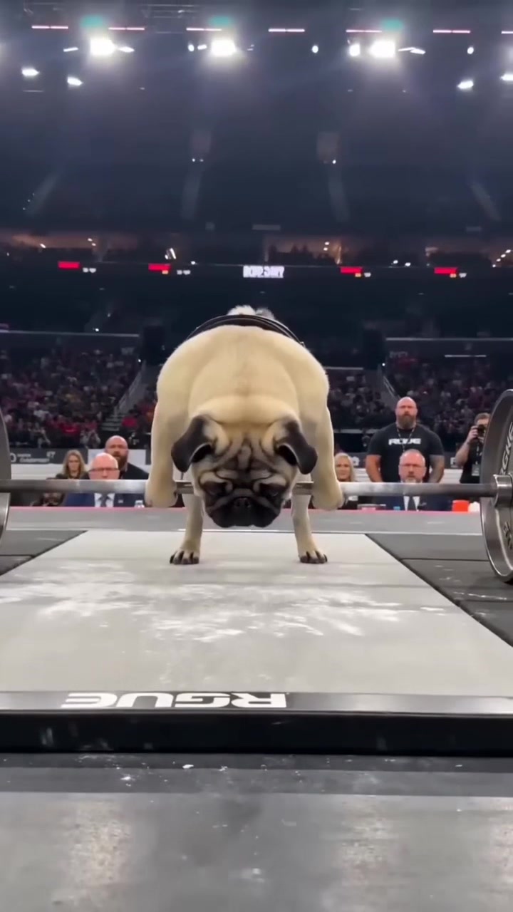 @Lucas The Pug