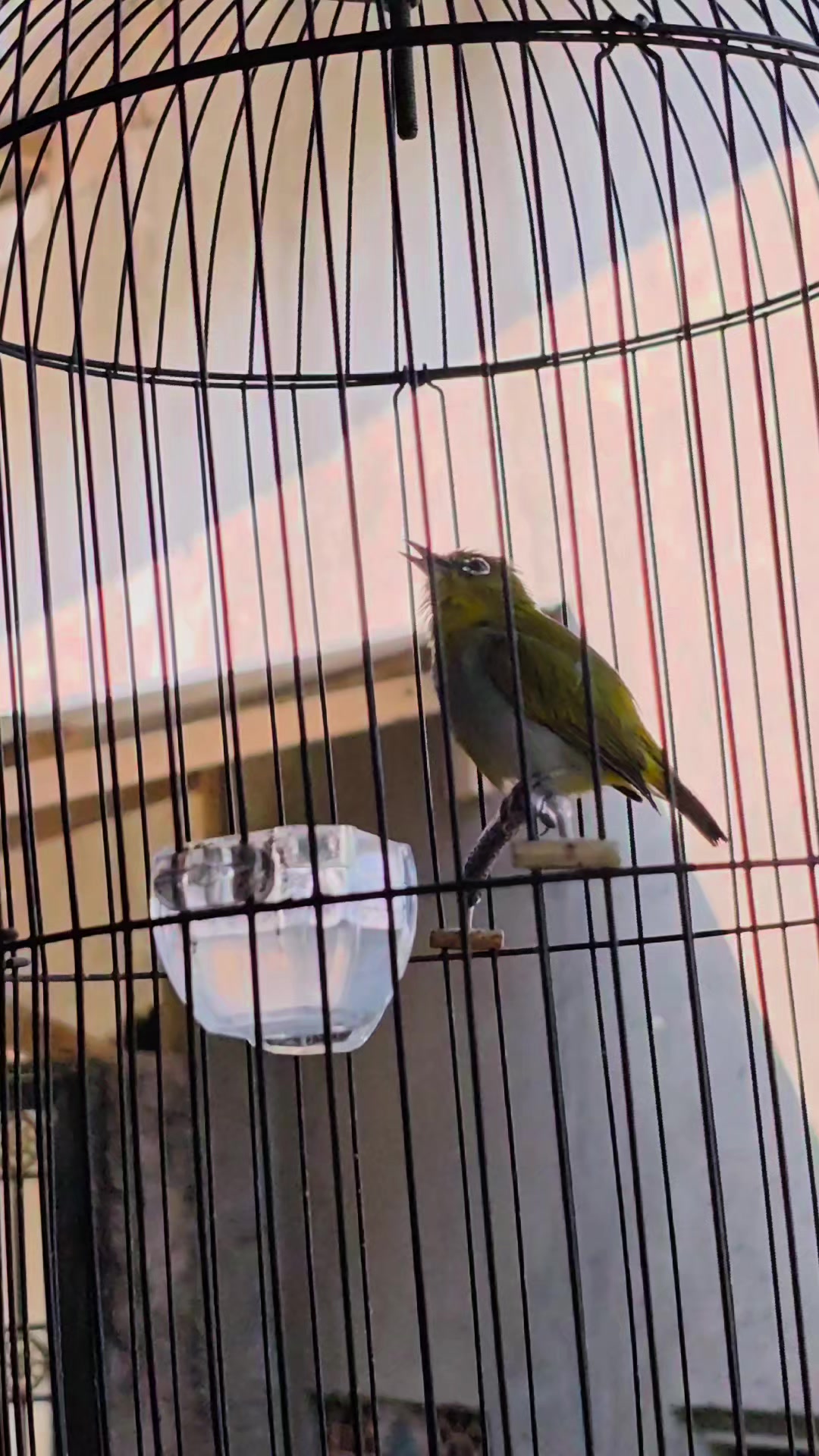 @NDX BIRD FARM