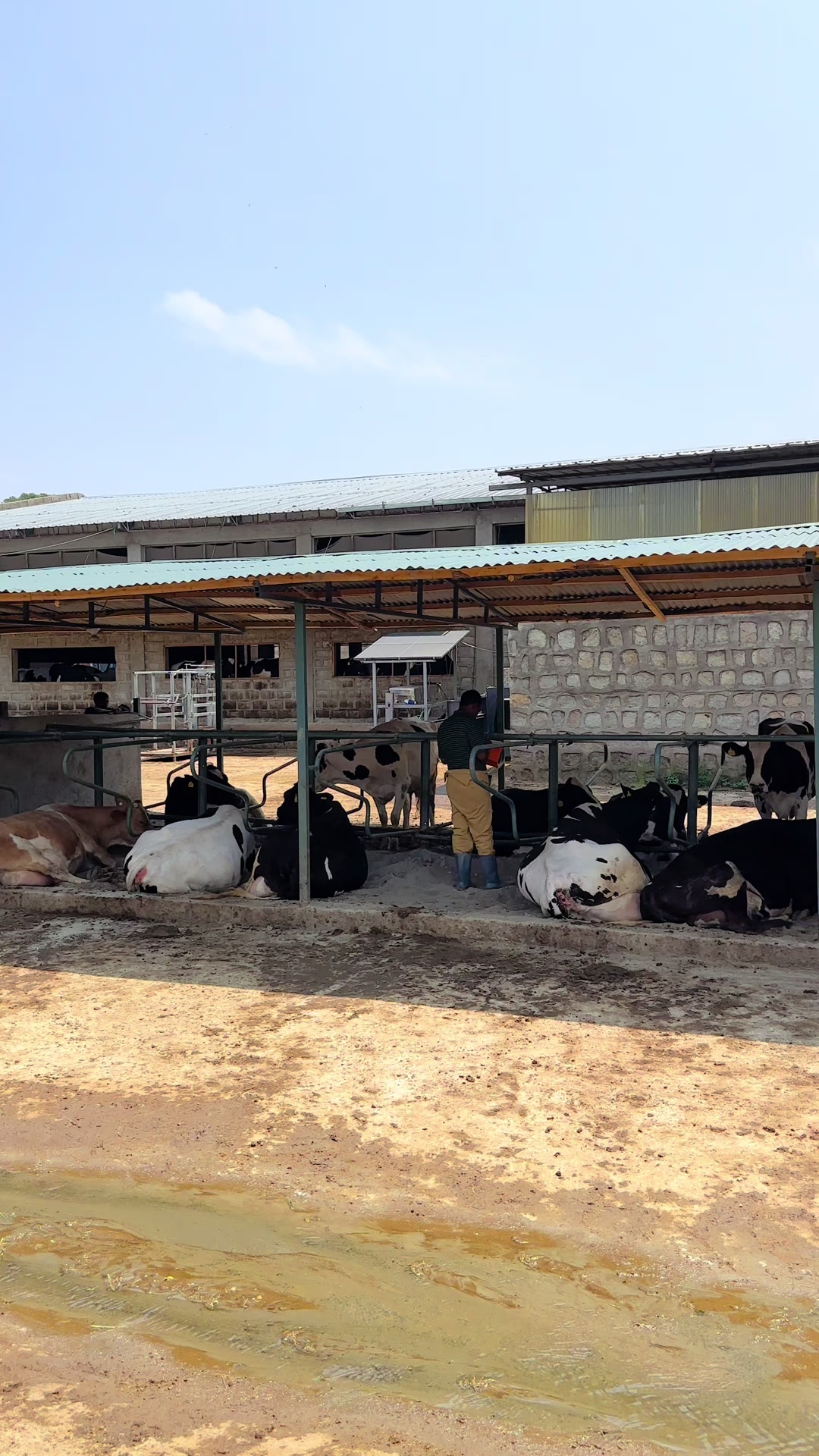 @Anan Dairy 🐄 Farm
