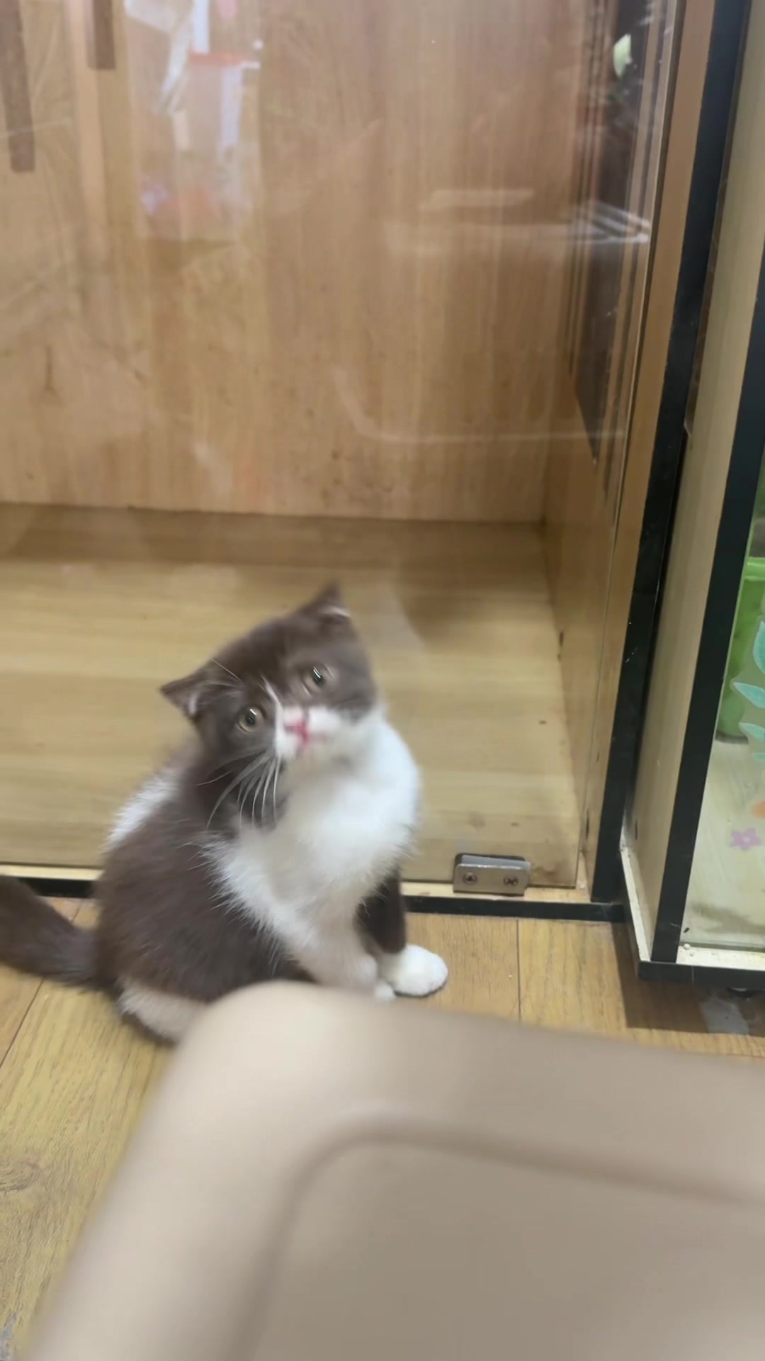 @Luskyocat