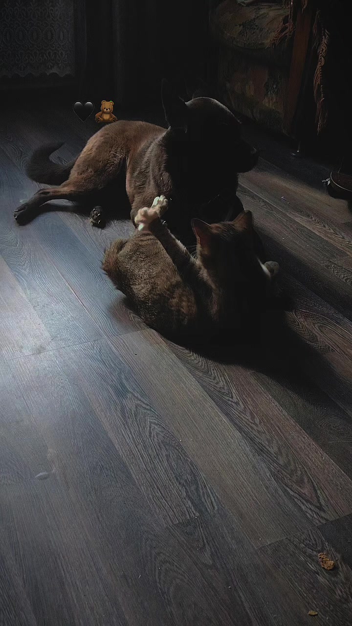 @3 друга 🦮🐱