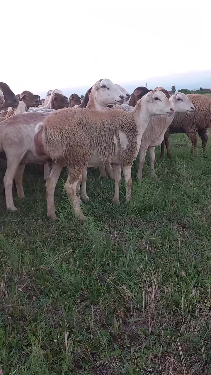 @Çöl.adamı