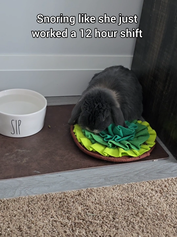 @Blueberry the Bunny