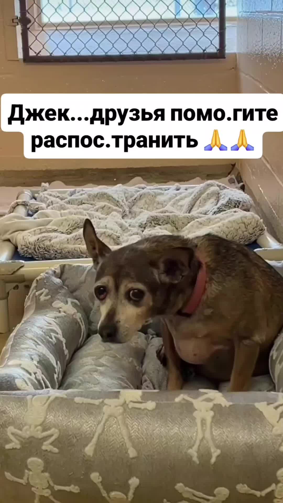 @animal
