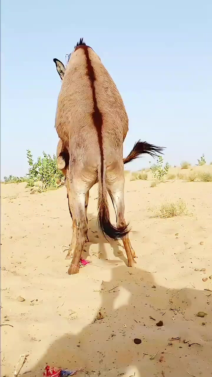 @animals053