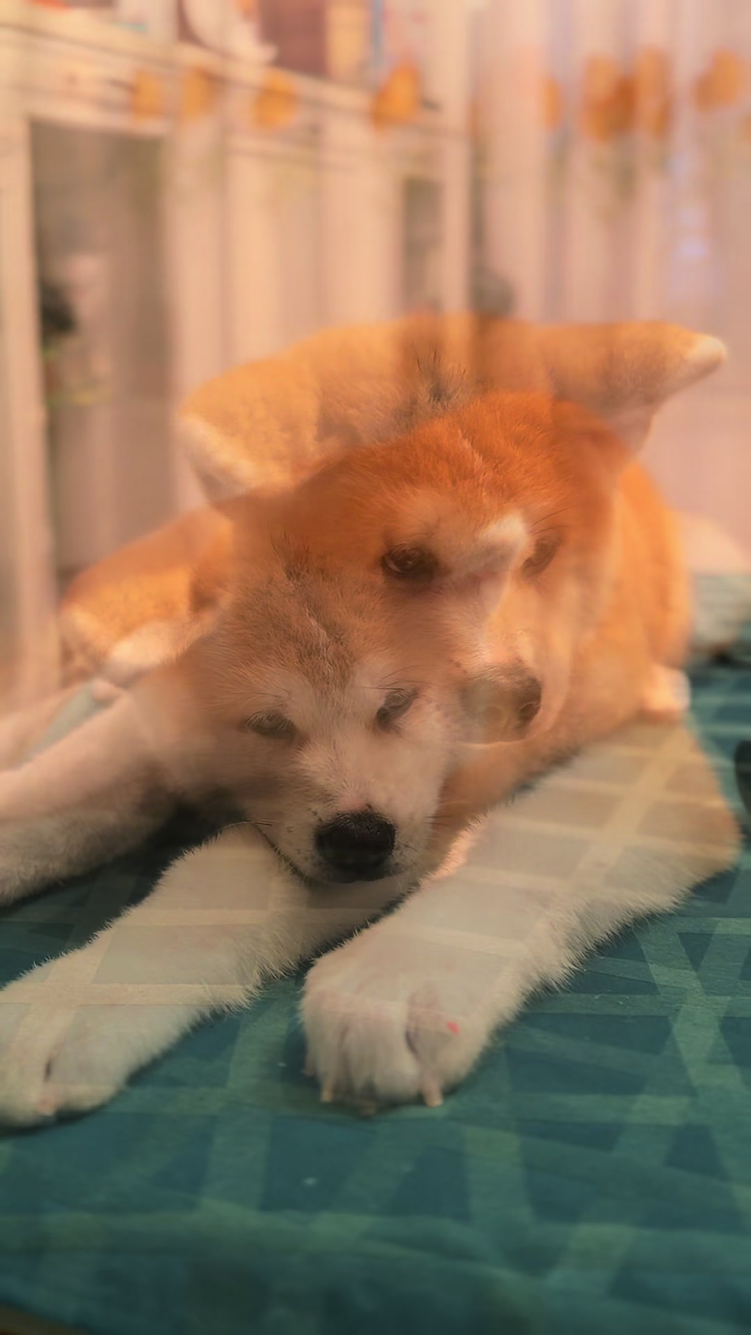 @oh_myakita