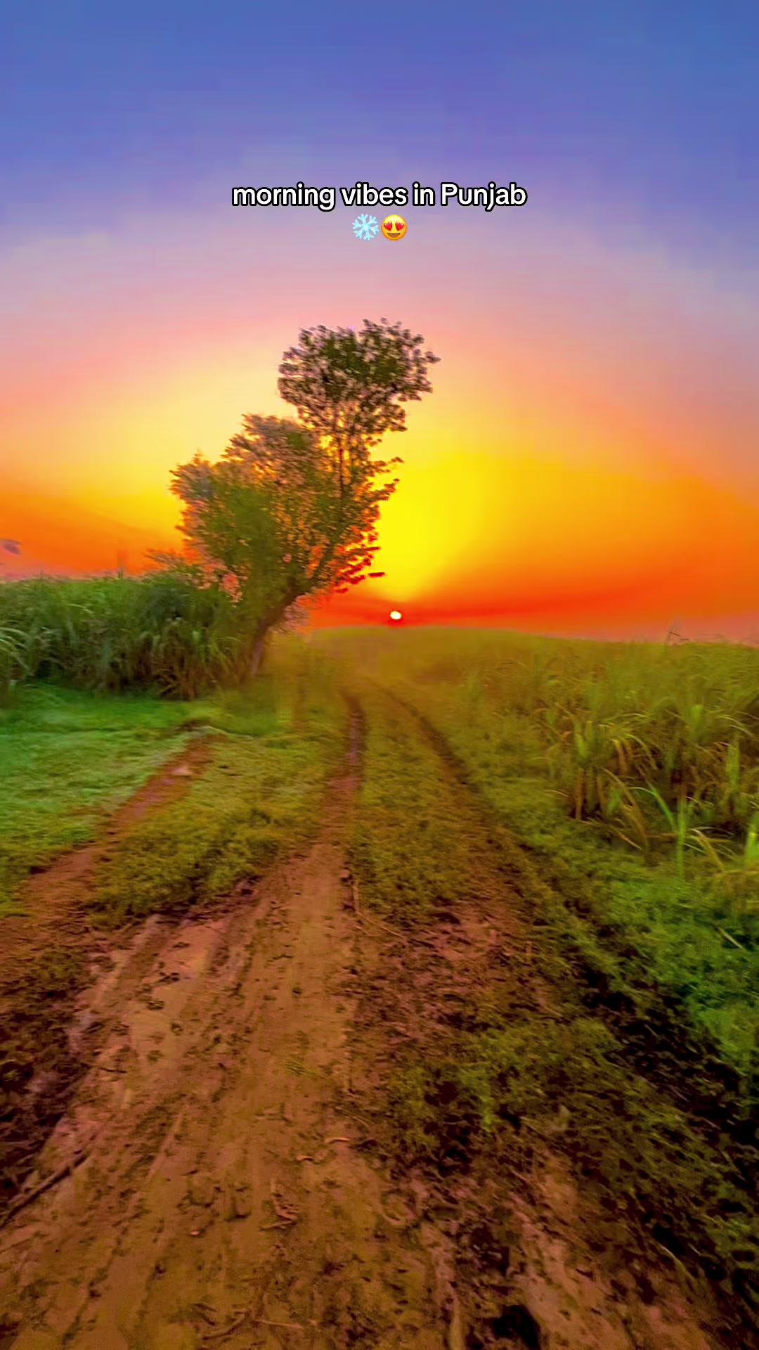 @🌾میں۔ میرا۔ پنڈ🎋