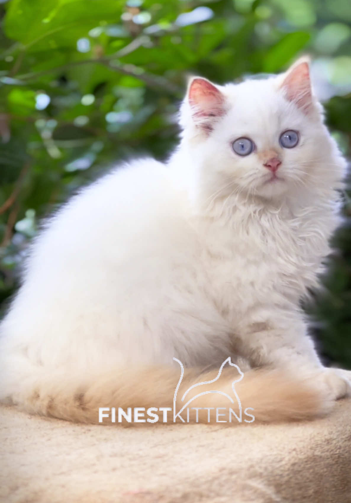 @FinestKittens