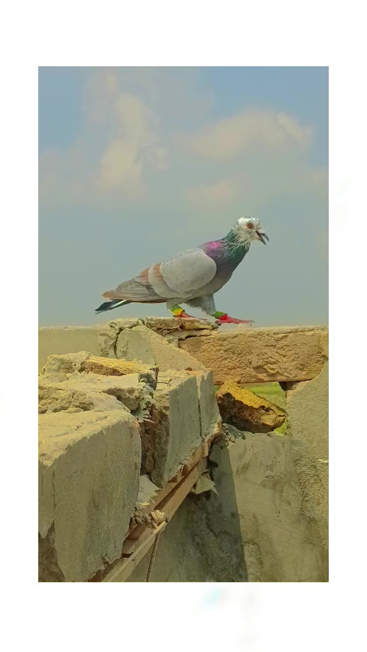 @Aleehaider990