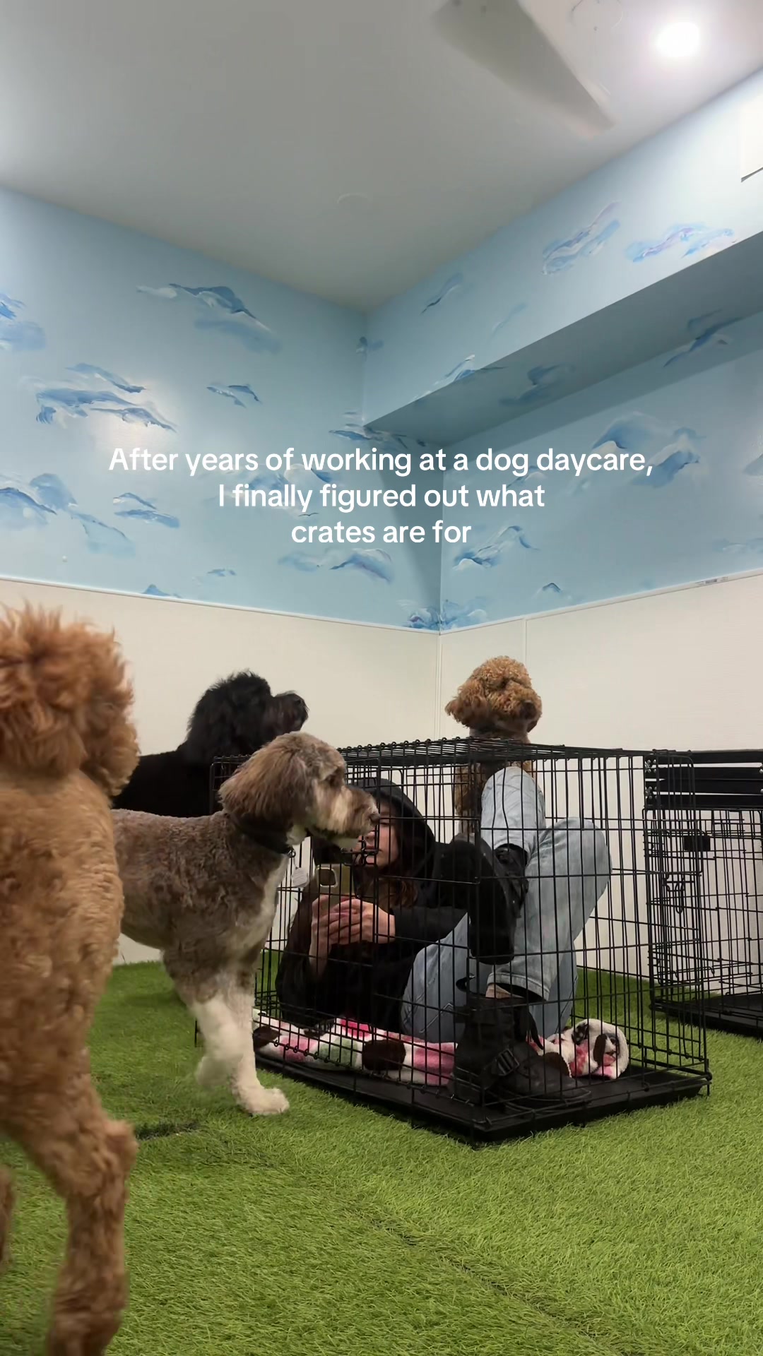 @Camp Canine