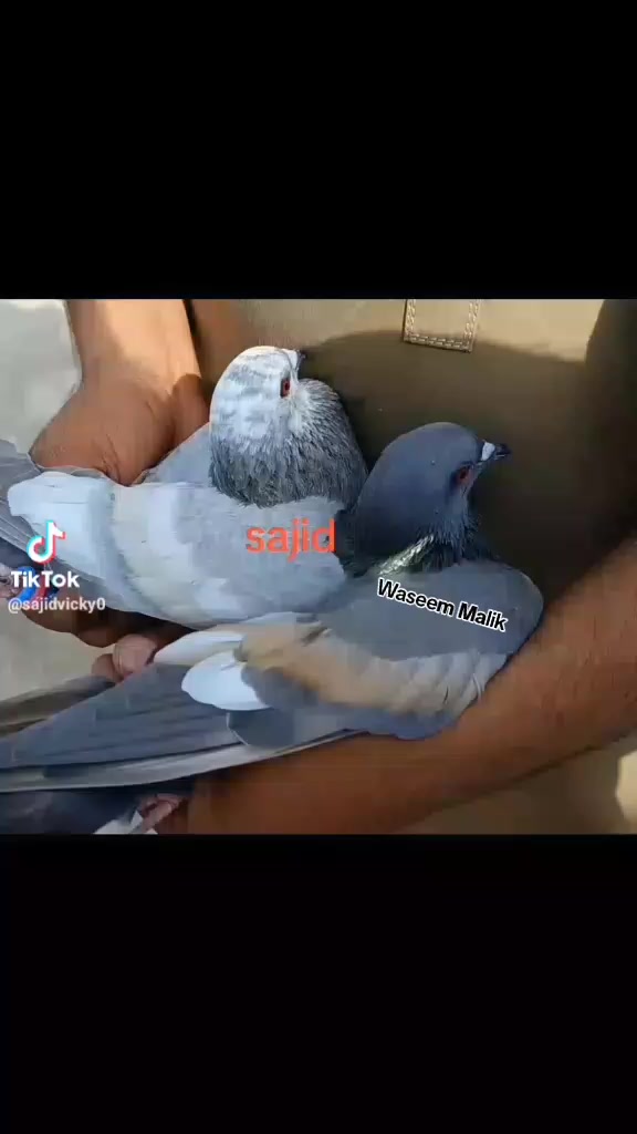 @waseem Malik