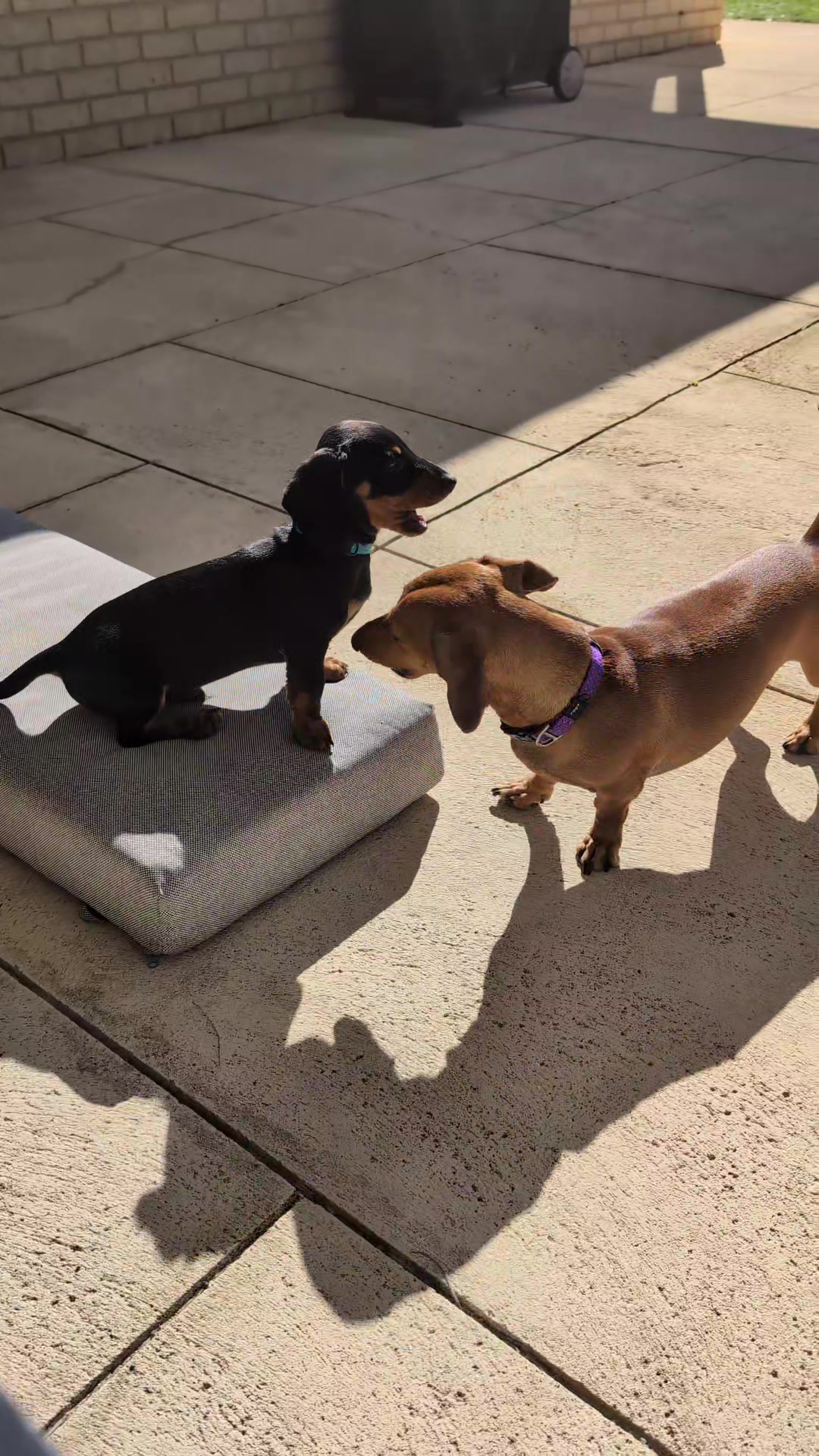 @The Dachshund Diaries 🐾