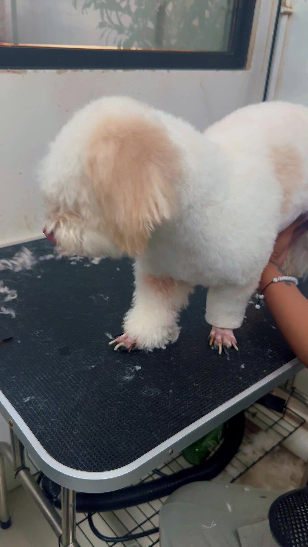 @petlanecebu