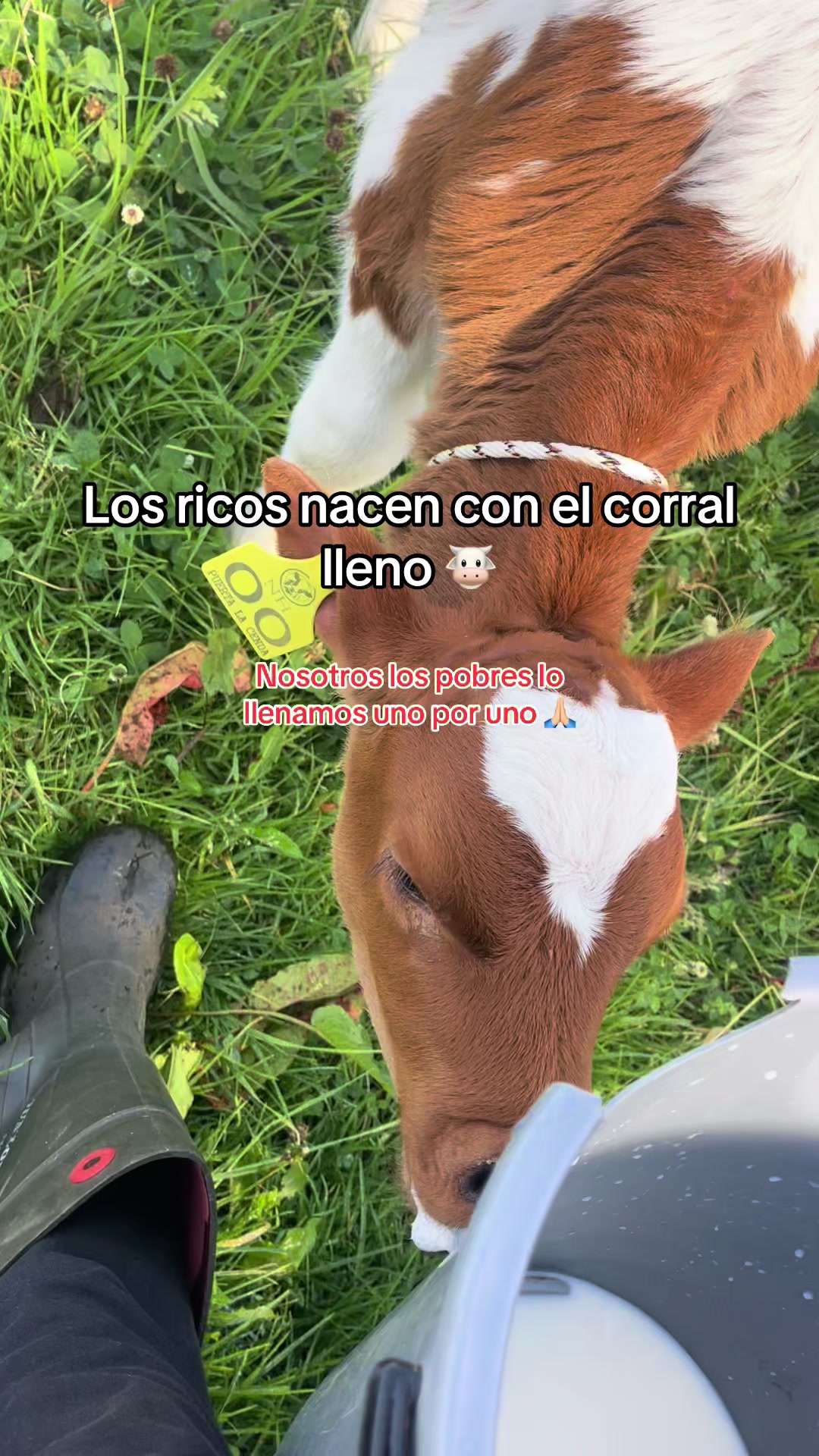 @Juan Rodríguez 🐄