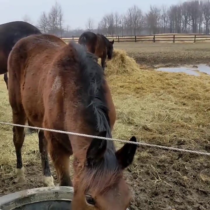 @REBORN ANIMAL RESCUER