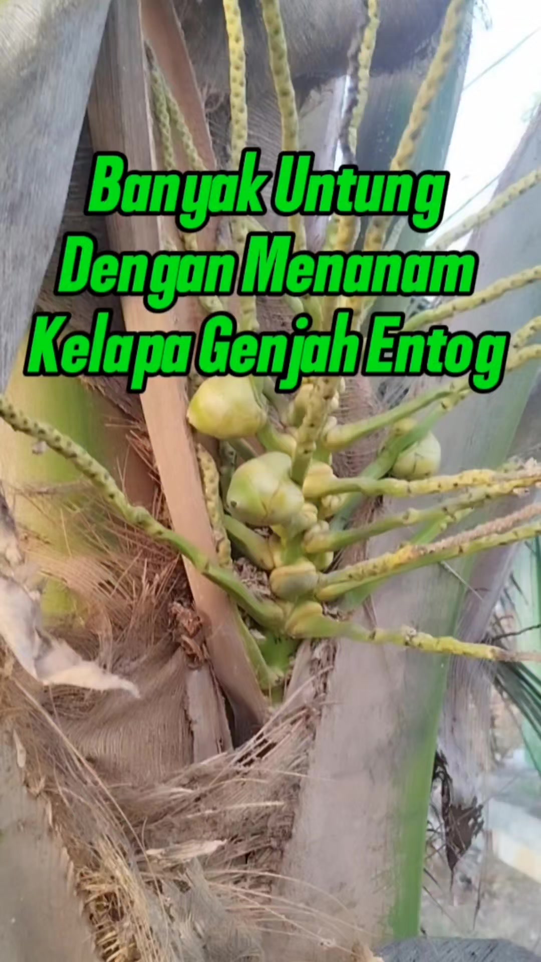 @Bukit Farming