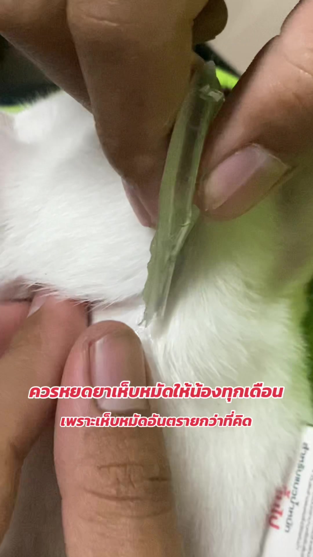 @εїз dokmai ✿ ꫂ ၴႅၴ