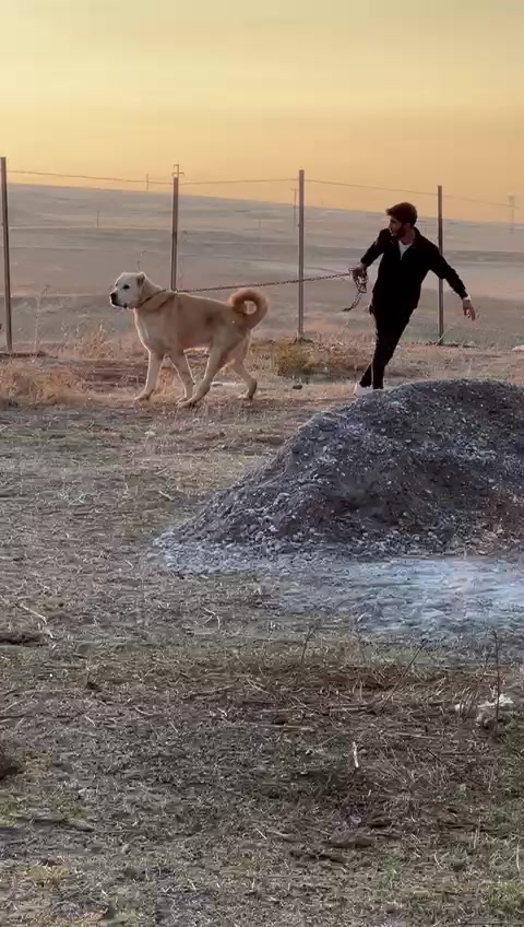 @AKDEMKANGAL