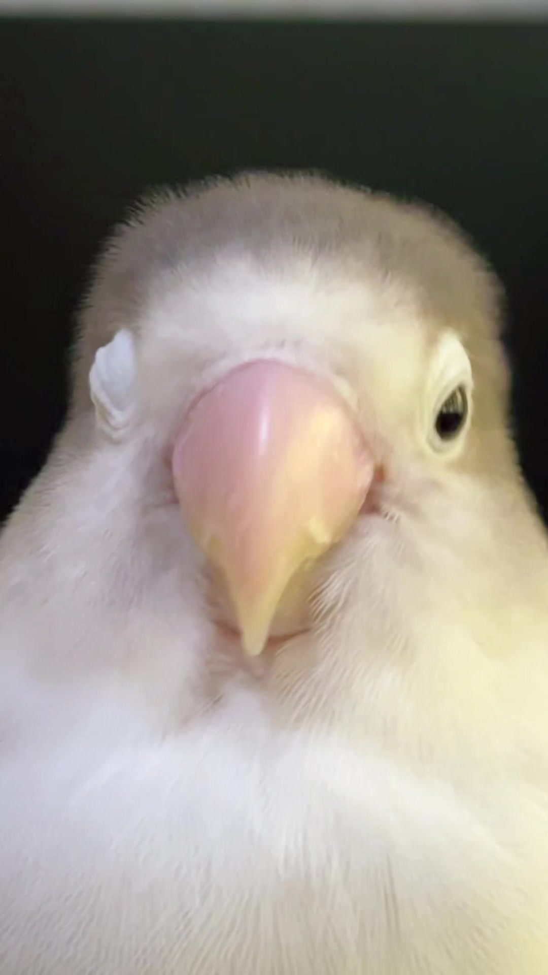 @Birdo and BB
