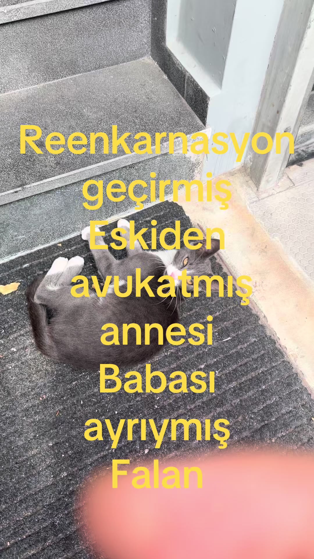 @adakTASAK