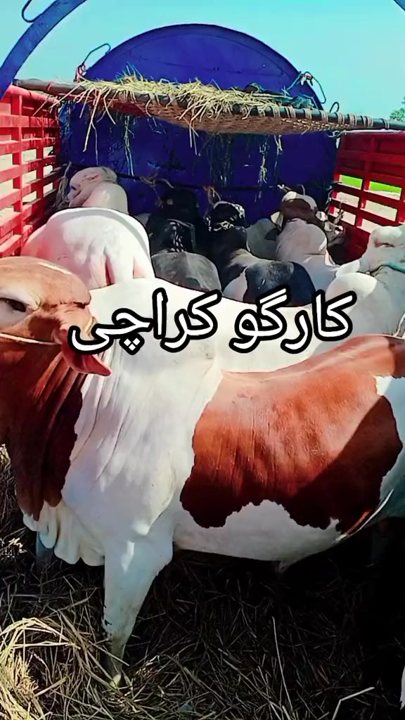 @Raza cattle farm 786