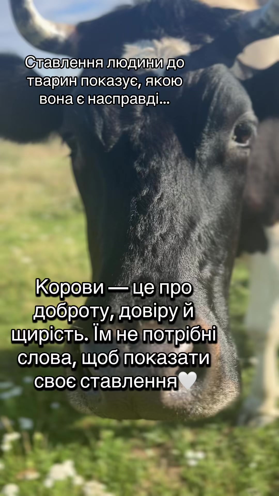 @100% натуральний сир