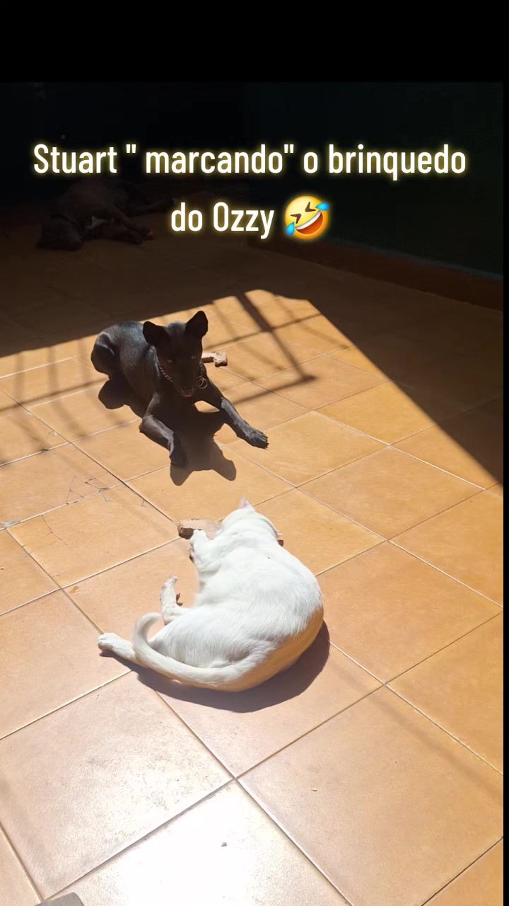 @MagdaAmoAnimais😾🐶🕊🐅🐍🐢🦜