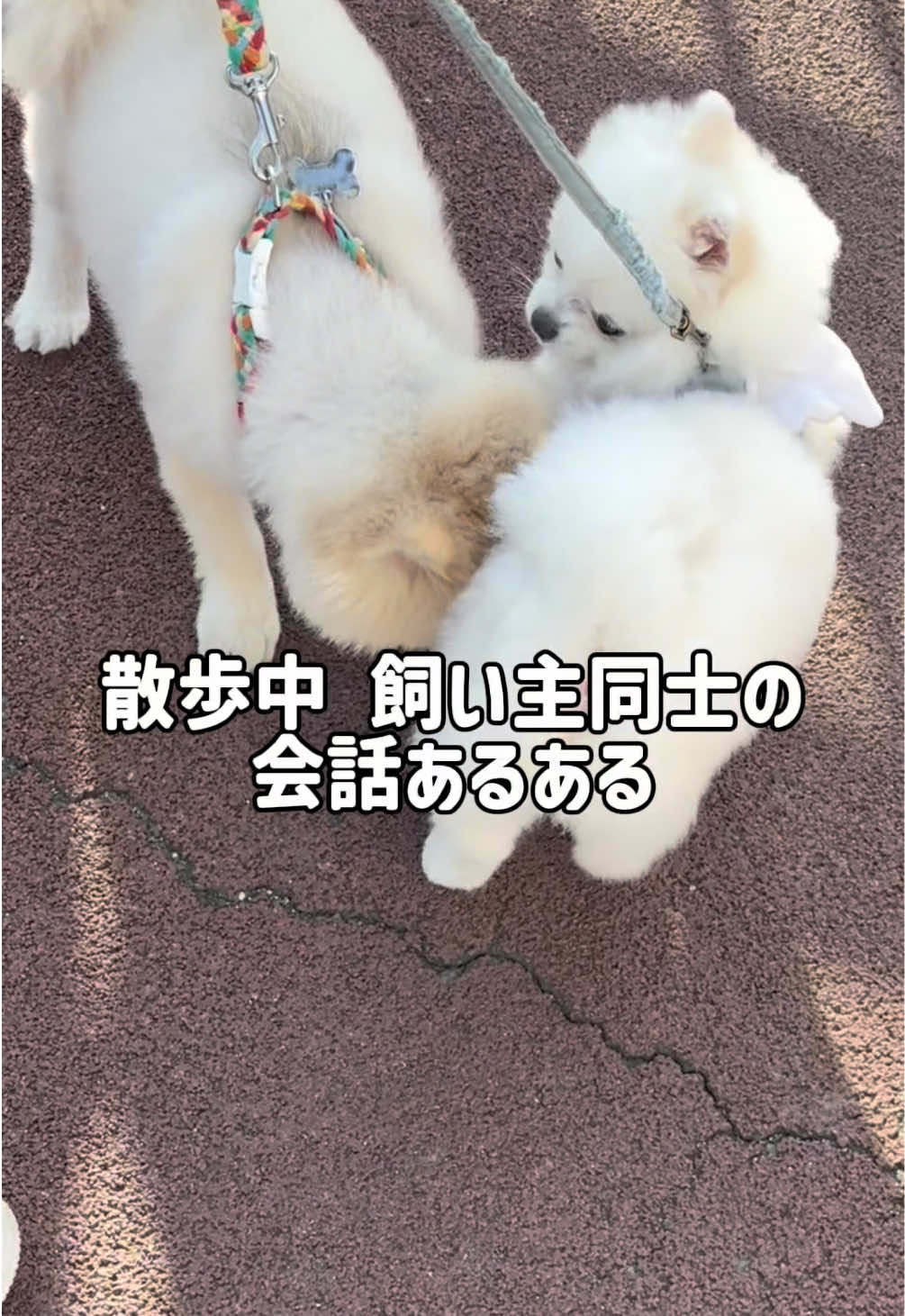 @ポメラニアンのミル🍼