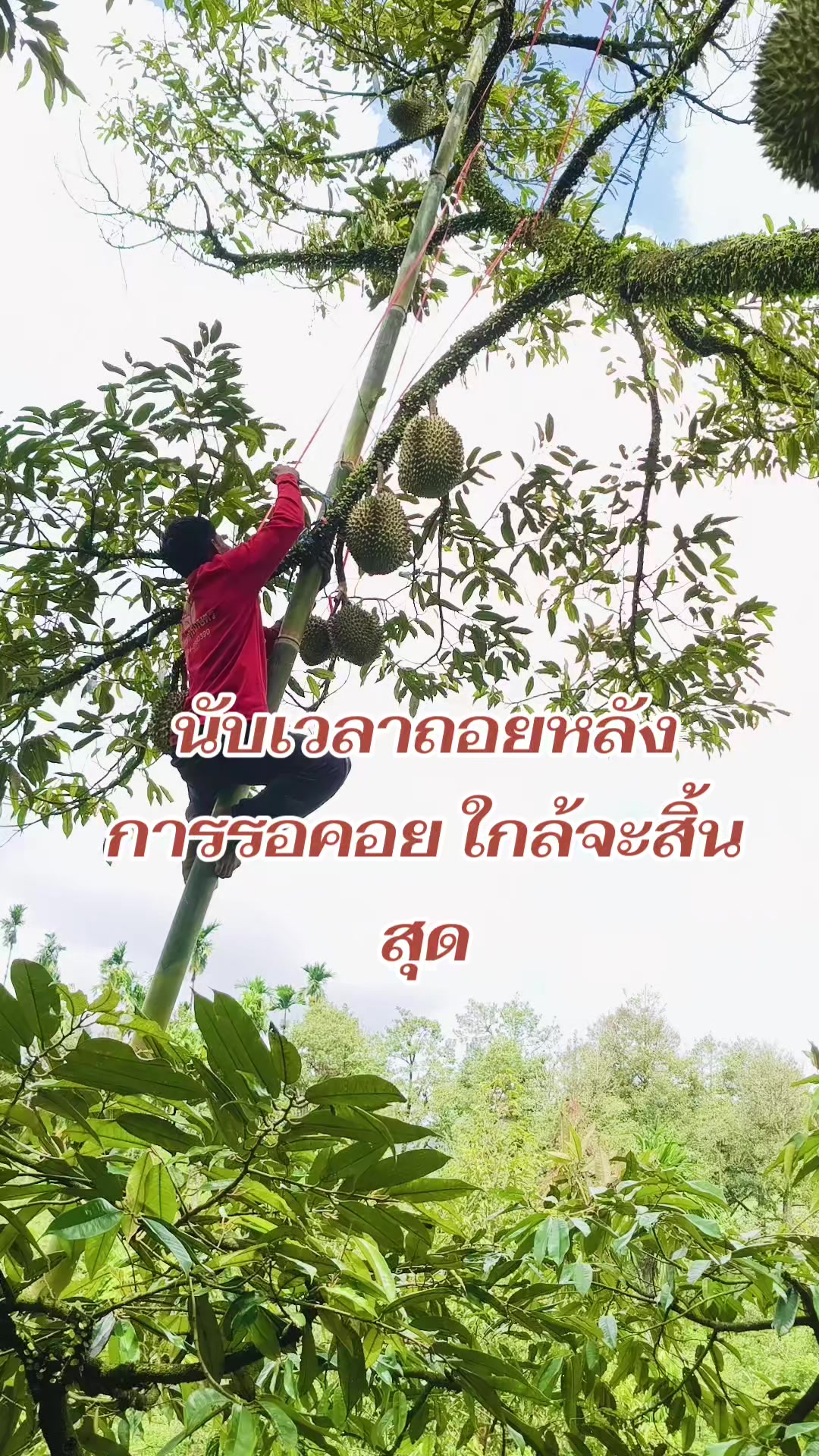 @สุจิตตรา ไชยสงค์