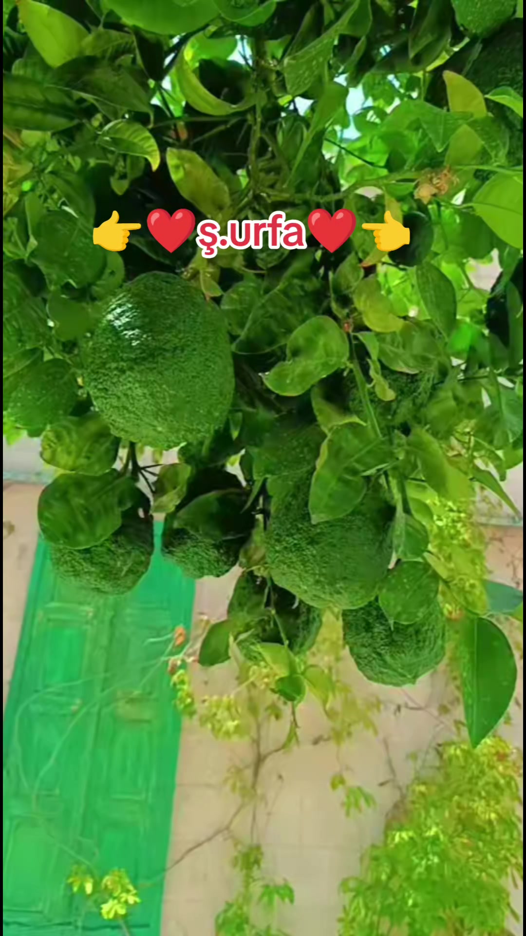 @🌾ASIL🌾HATUN🌾63