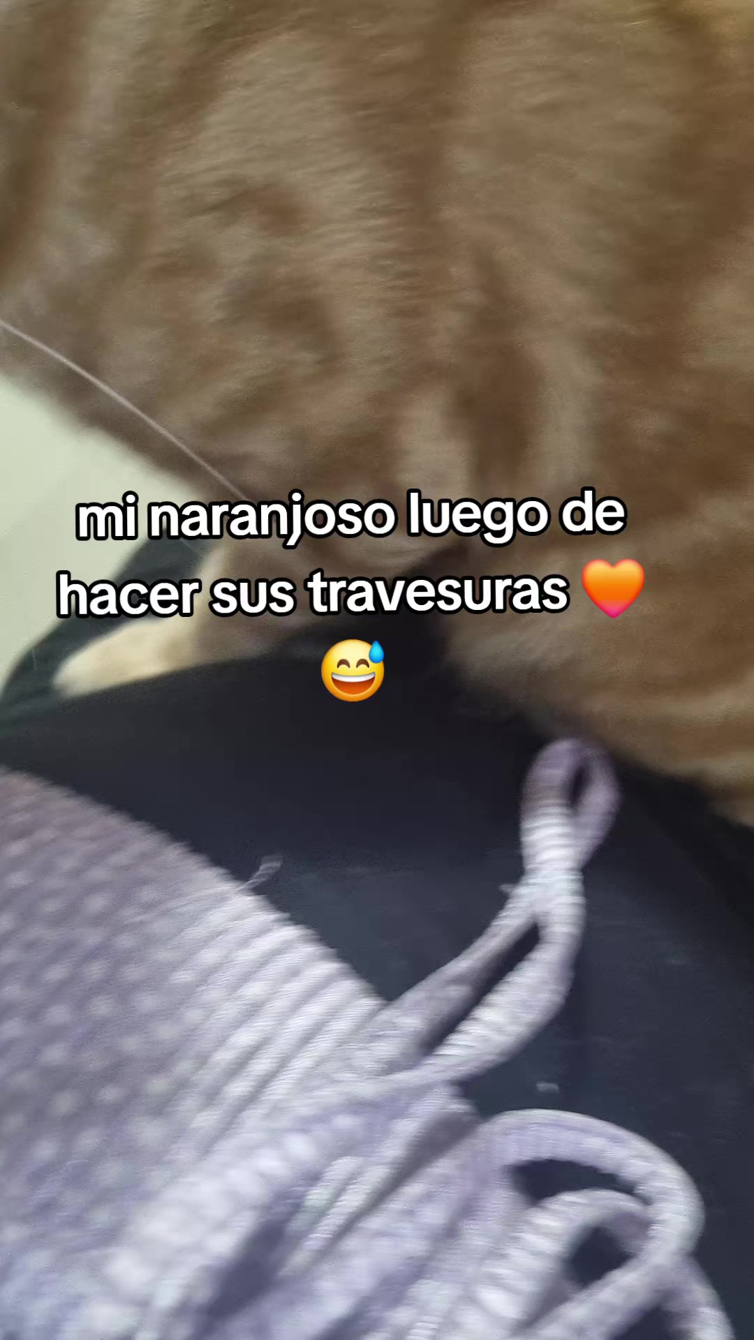 @Keren🐱✨️
