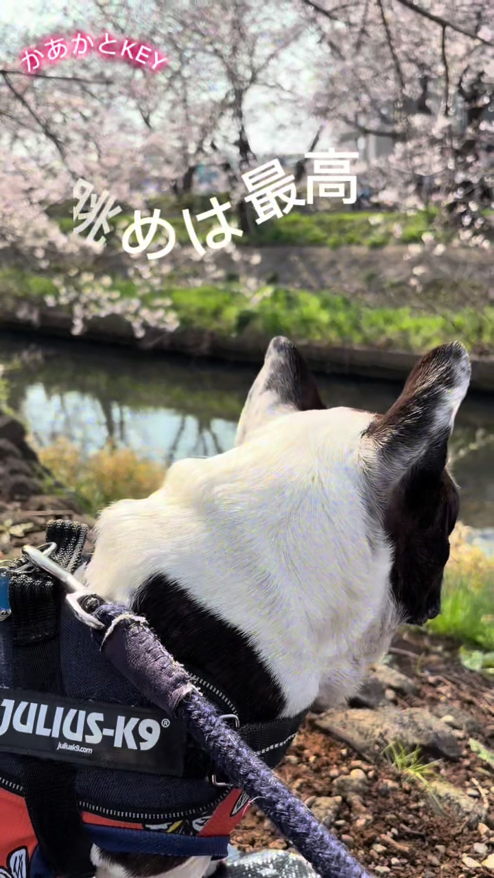 @かあかとKEY フレンチブルドックの日常