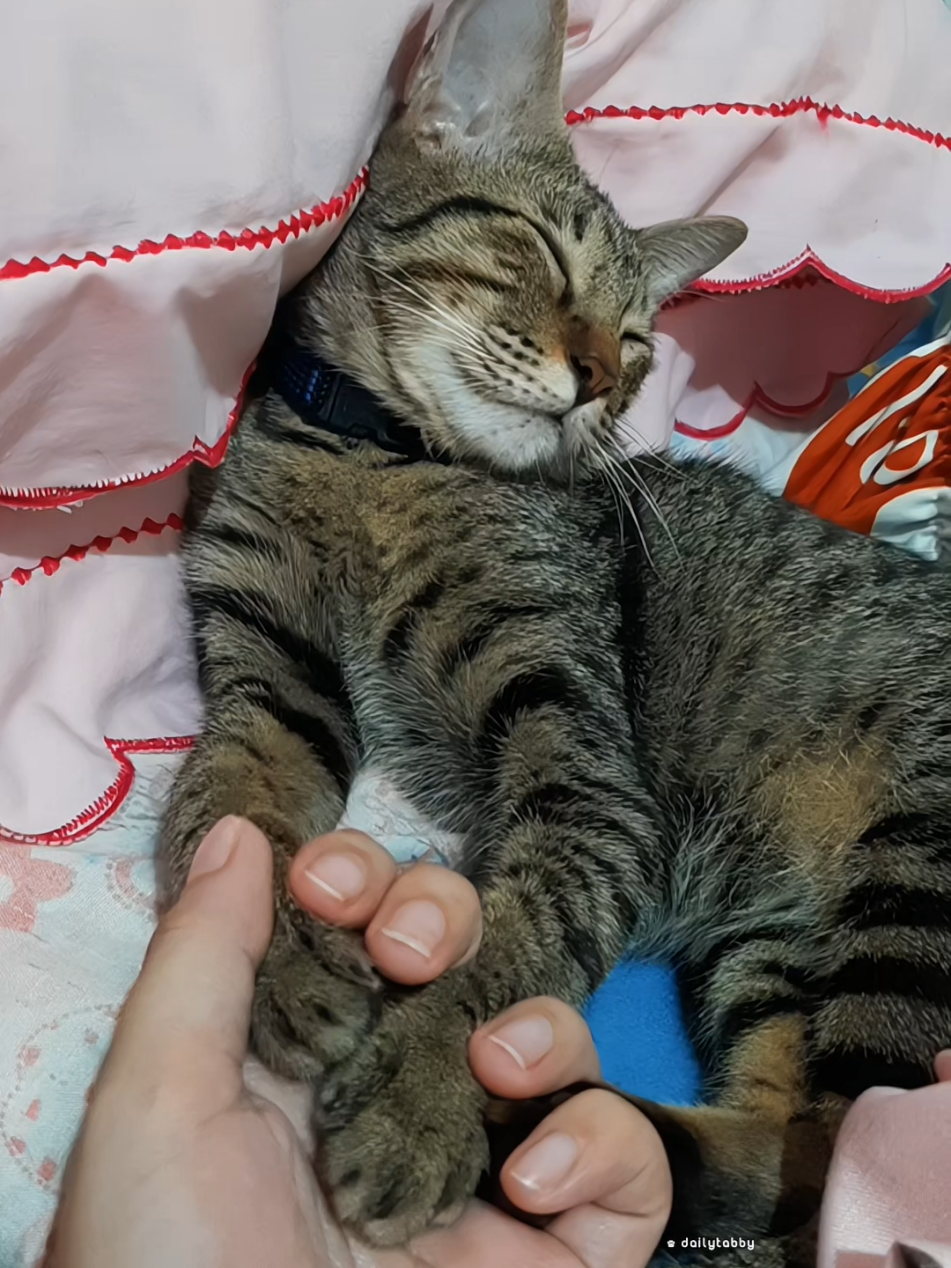 @nikka_mei | dailytabby