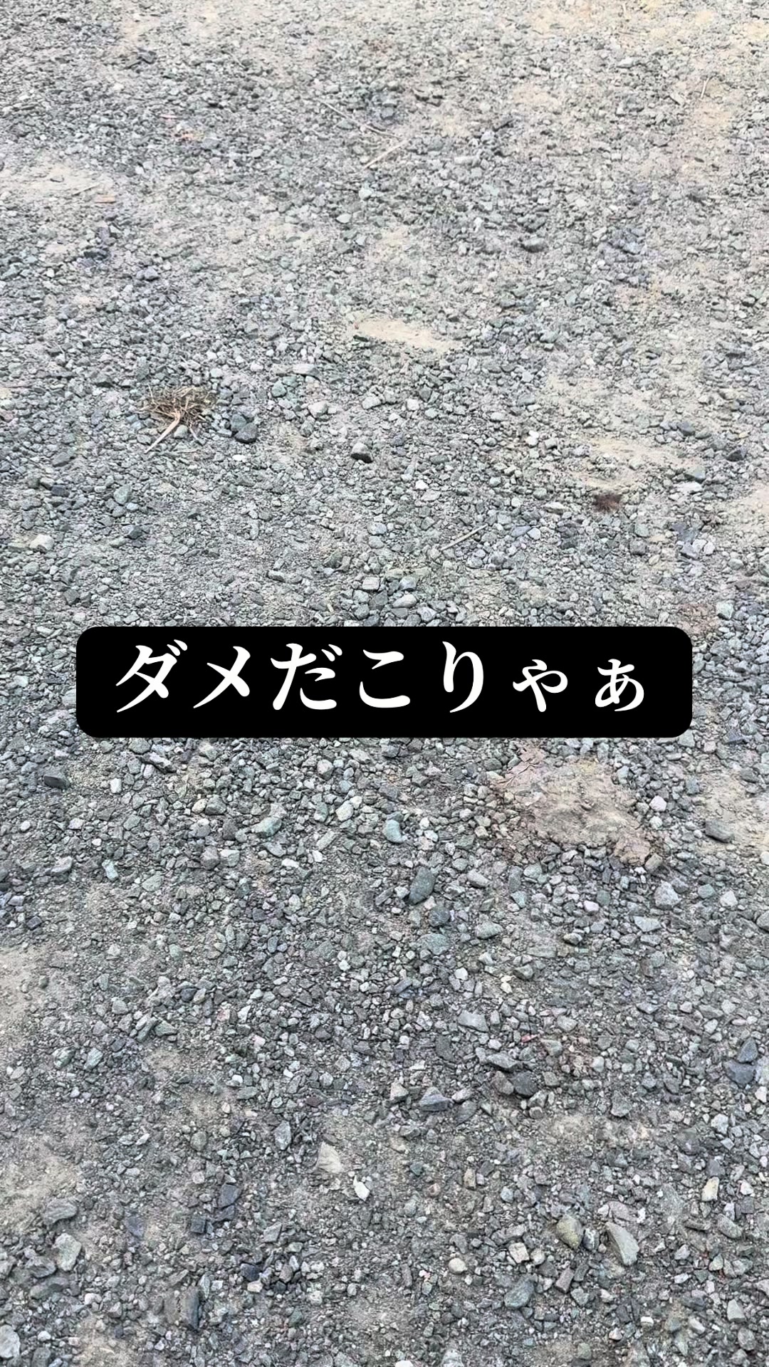 @JUNðð蟲家ã®ãªãã¿ã³