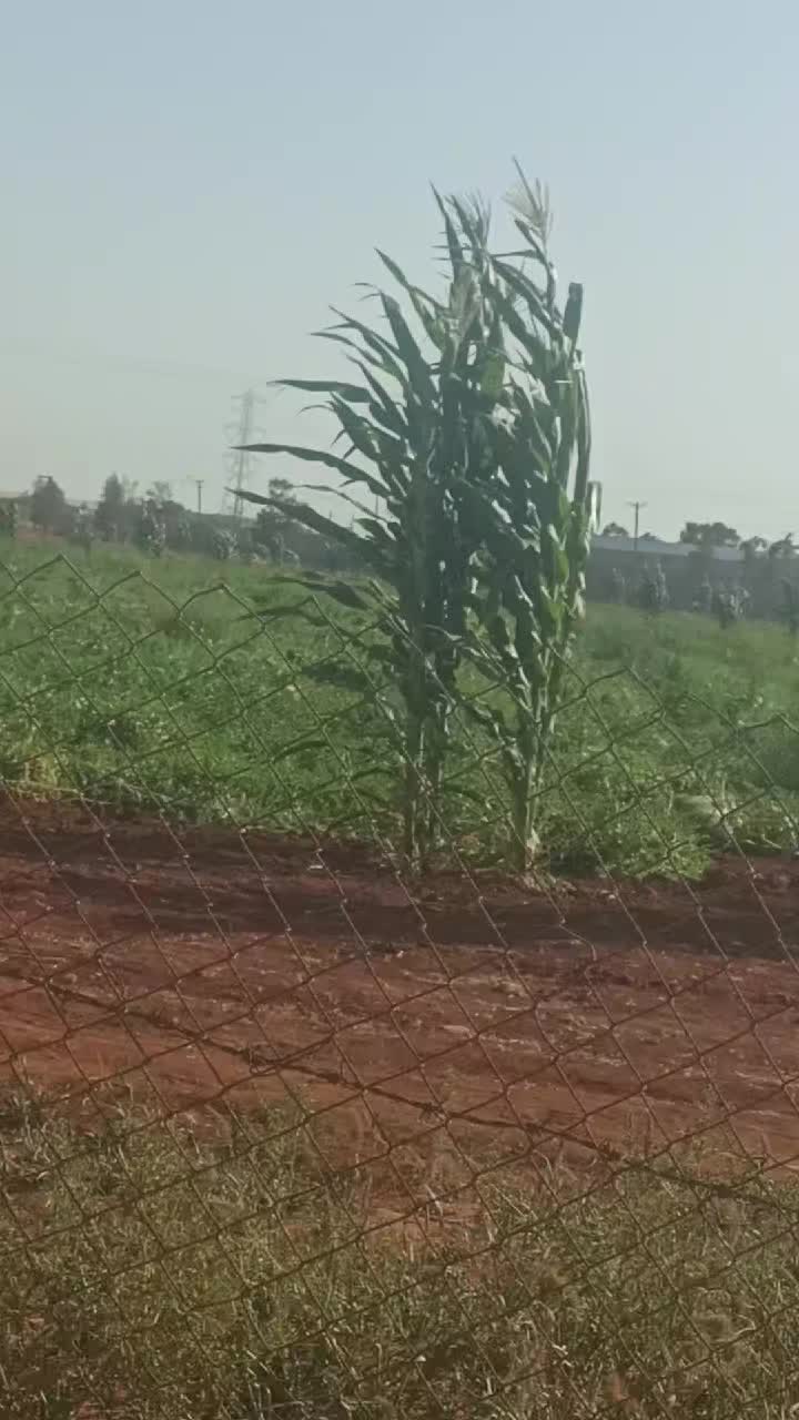 @الزعيم